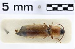 Foto (Dorsalansicht) von Ctenoplus sanguinolentoides (NHMW-ZOO-COL-0010740)